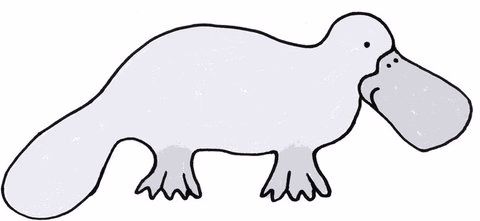 Platypus Illustration
