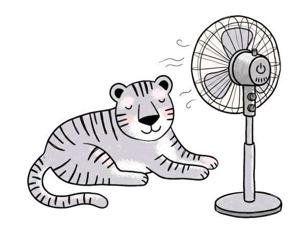 A contented tiger keeping cool in front of a fan